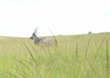 Eland In Grass Image